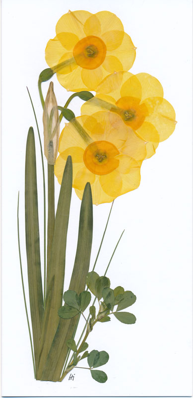 Pressed flower card of daffodil