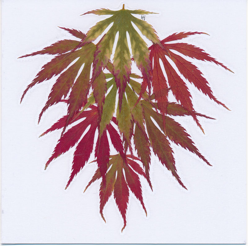 Pressed flower card of japanese maple
