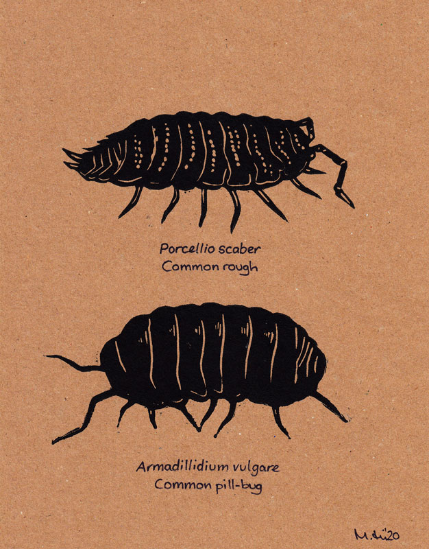 Two woodlice
