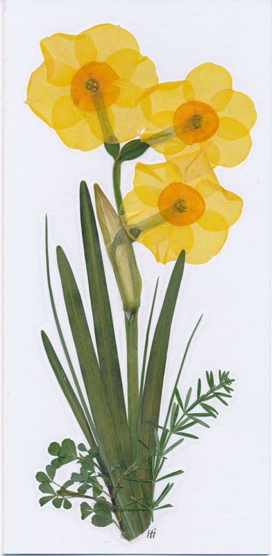 Pressed flower card of daffodil